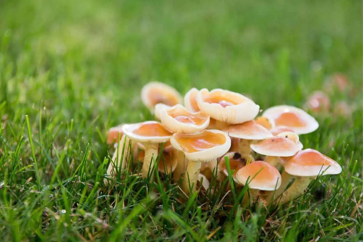 Mushroom in the lawn