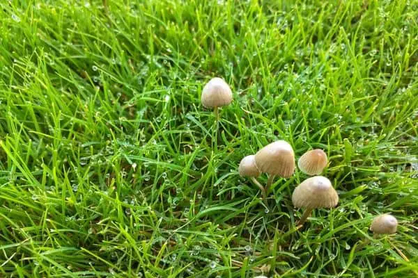 Mushrooms growing in yard