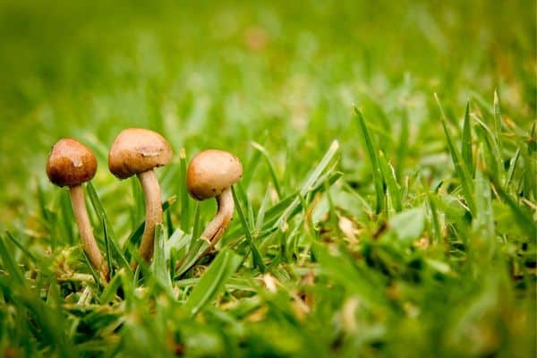 Mushrooms in a lawn