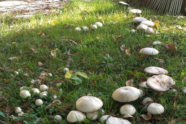 Mushrooms in the yard