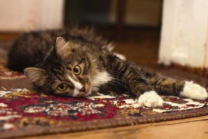 Why Do Cats Throw Up on Carpets? (Answered)