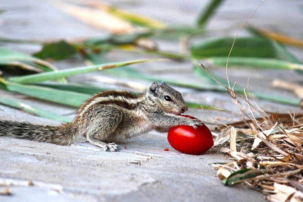 Chipmunk with tomato