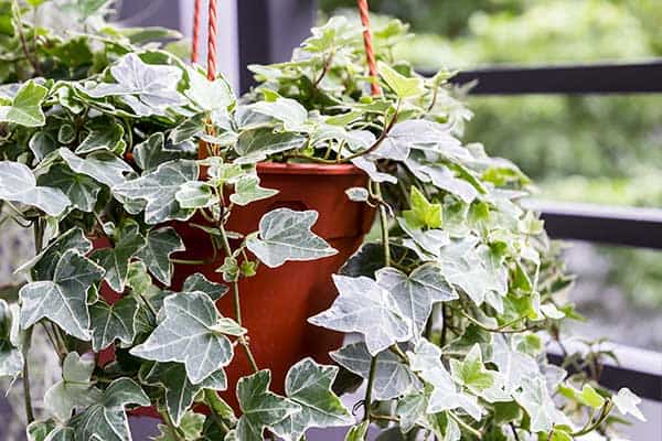 English ivy hanging