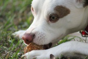 dog eating or chewing on grass