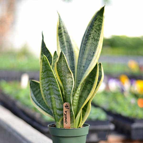 snake plant