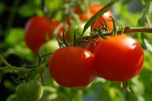 Why Do Garden Tomatoes Taste Better? (Vs Store Bought)