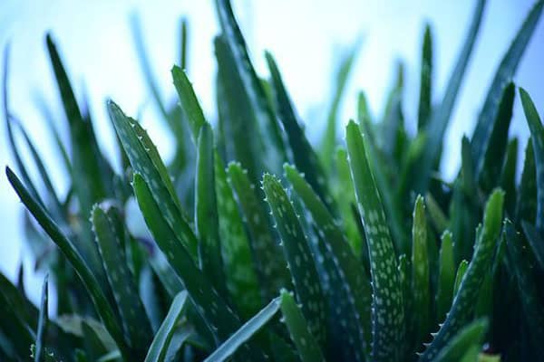 aloe plants