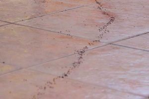How to Get Rid of Ants in the Kitchen With Baking Soda