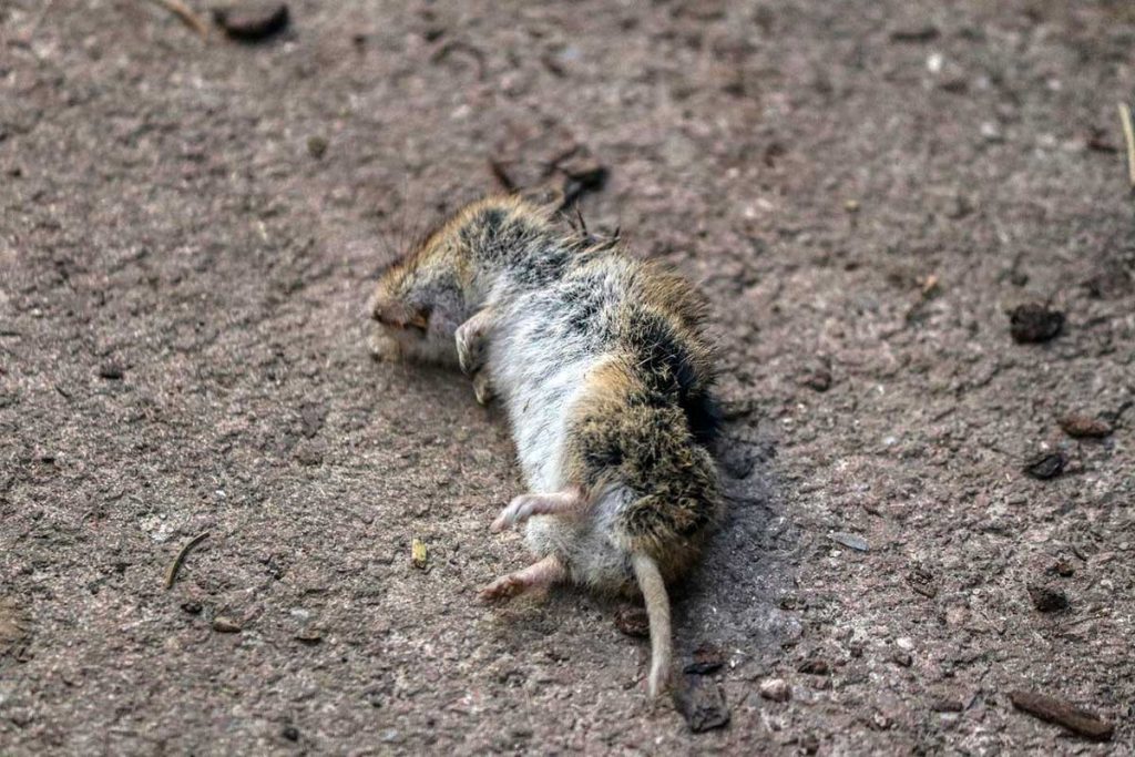 How to Get Rid of Dead Mouse Smell When You Can't Find It