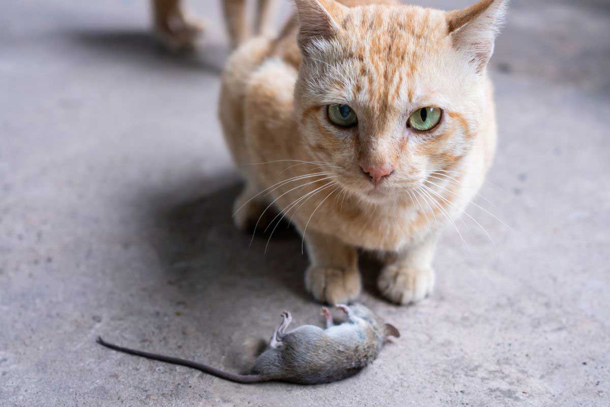 house mouse cat