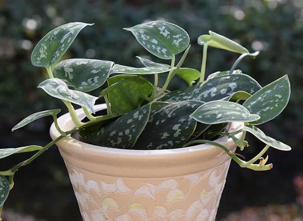 philodendron plant