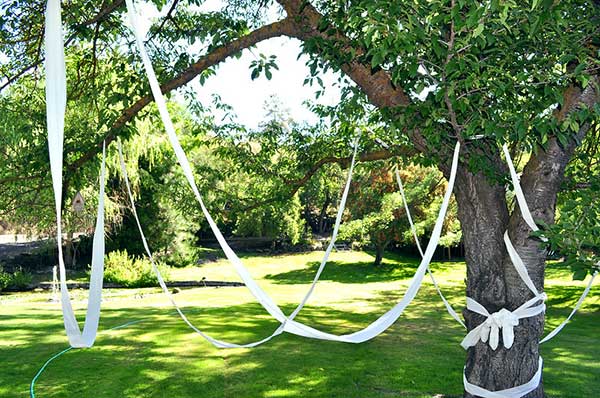 Toilet-paper in tree