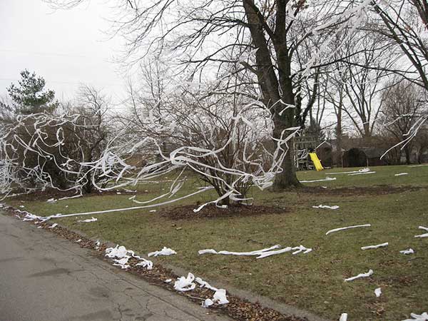 Toilet paper in trees