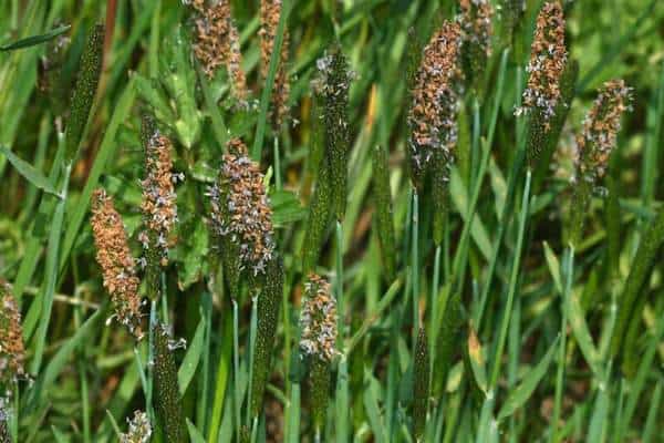 A foxtail