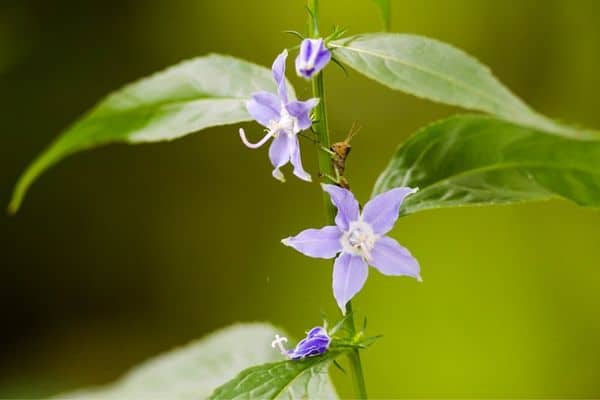 american bellflower with insect