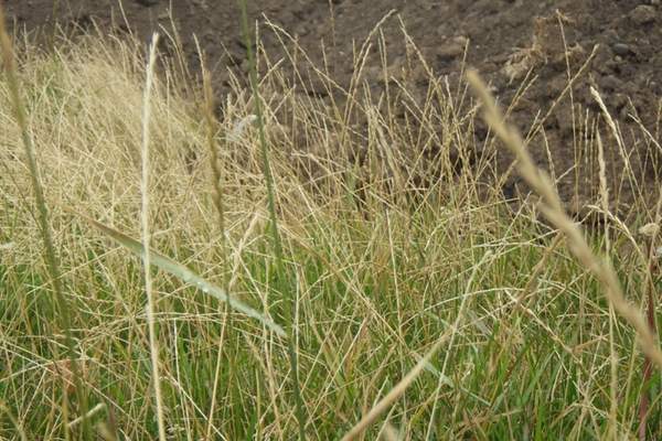 An annual ryegrass