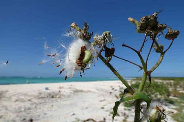 Annual sowthistle on seaside