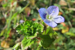 Birdeye speedwell branch