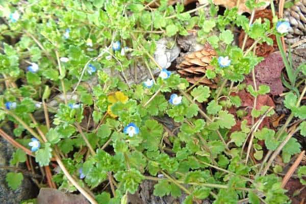 Birdeye speedwell