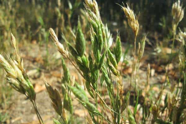 A bull grass