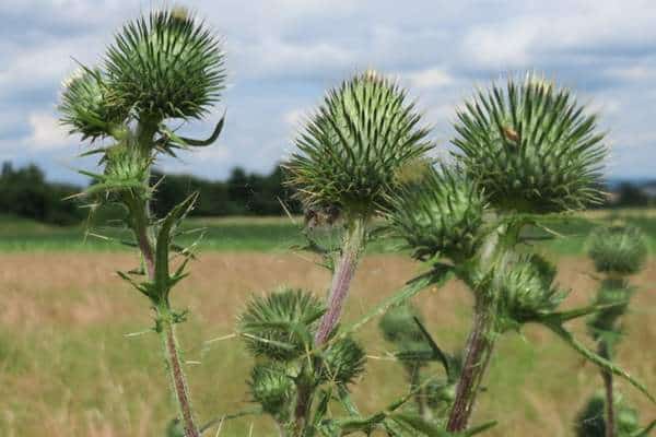 A bull thistle in the field