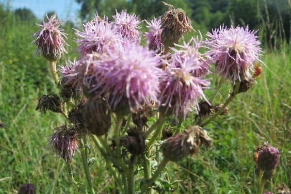 Canada thistle in the field