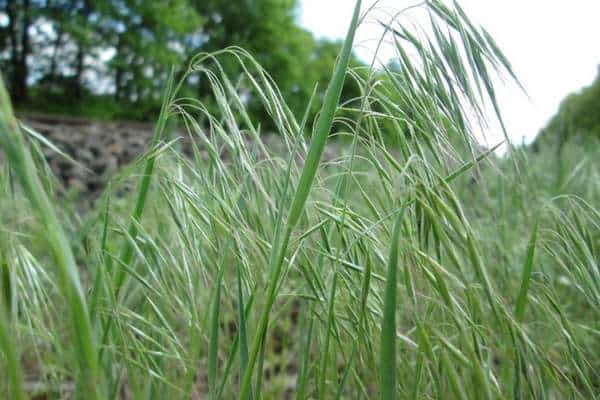 cheatgrass in the field