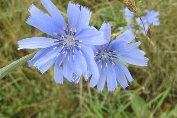 A chicory flower