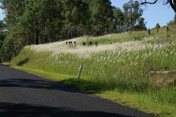 Cogongrass on road verge