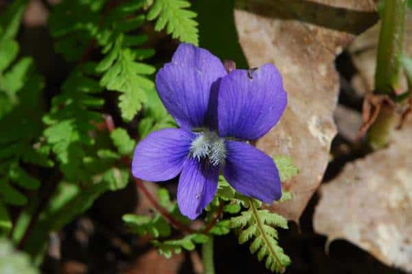 Common blue violet