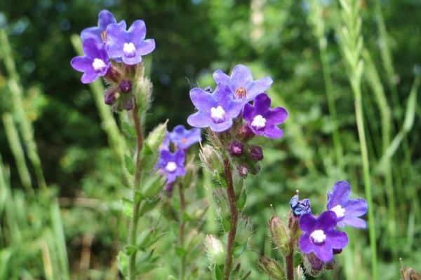 Common bugloss