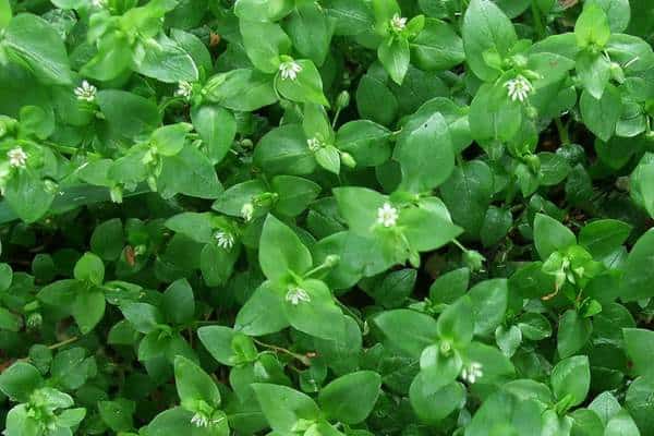 A common chickweed