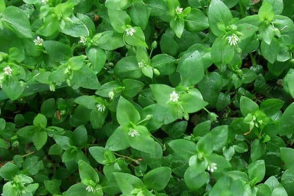 common chickweed