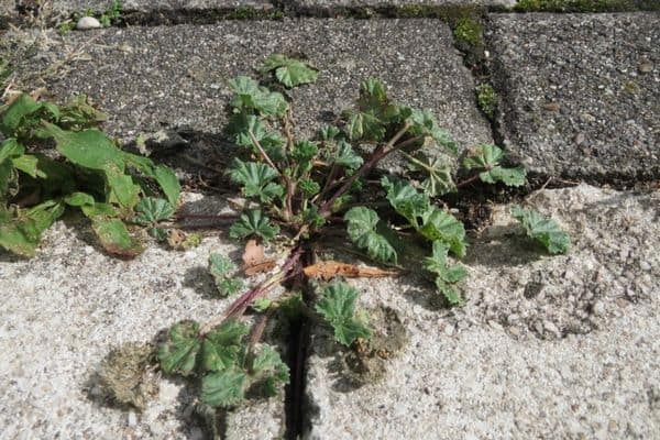 common mallow on brick gaps