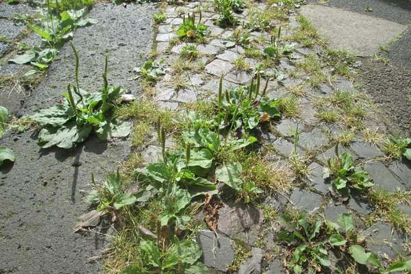 Common plantain on road