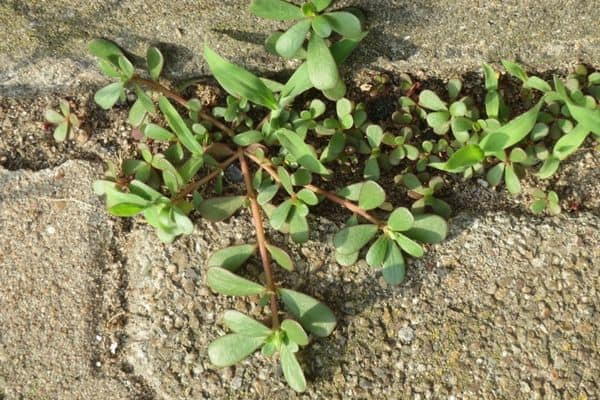 A common purslane on brick gaps