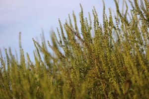 Common ragweed on the field