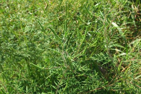 A common ragweed