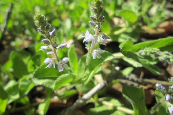 Common speedwell