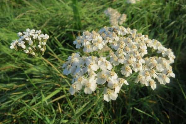 A common yarrow 