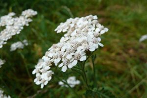 Common yarrow weed