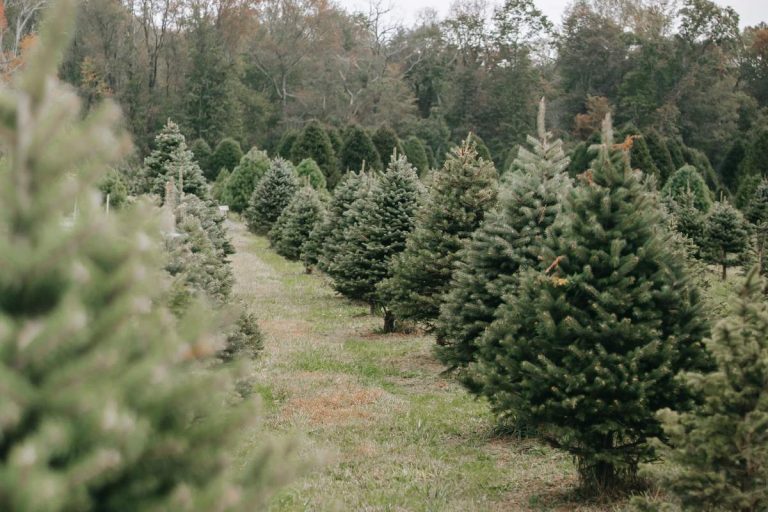 How Long Will a Christmas Tree Last Without Water? (Answered)