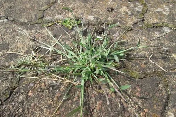 A crabgrass on cracks