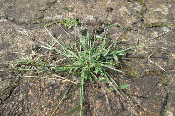 crabgrass on cracks