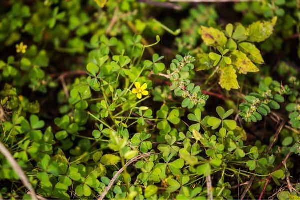 A creeping woodsorrel