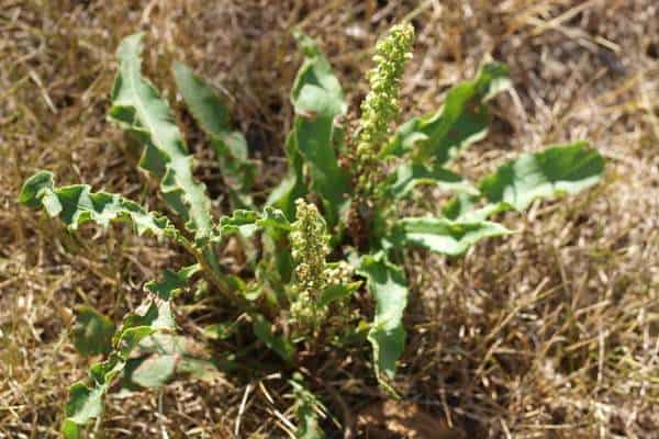 A curly dock