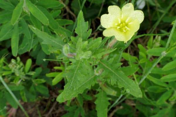 A cutleaf evening primrose