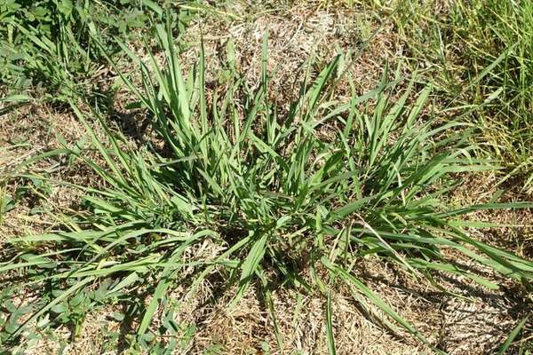 A dallisgrass