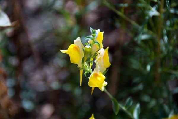 Dalmatian toadflax flower