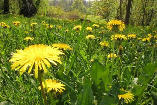 A dandelions in the field
